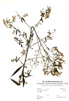 藏品(臺灣馬蘭)的圖片